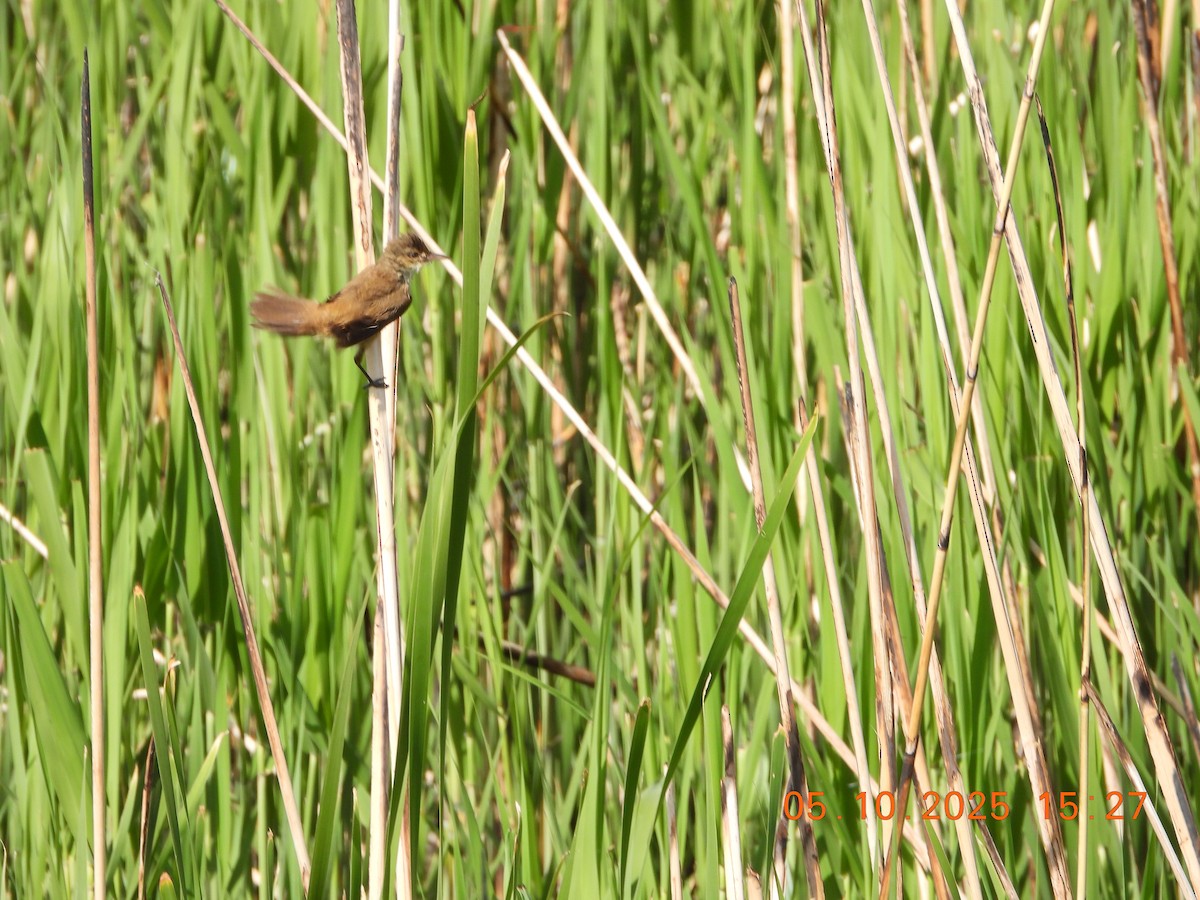 Australian Reed Warbler - ML643028158