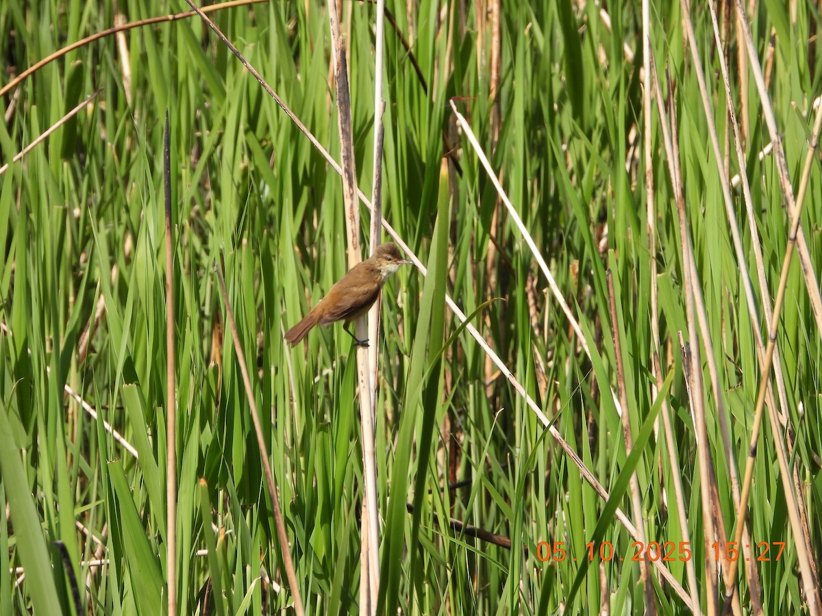 Australian Reed Warbler - ML643028159
