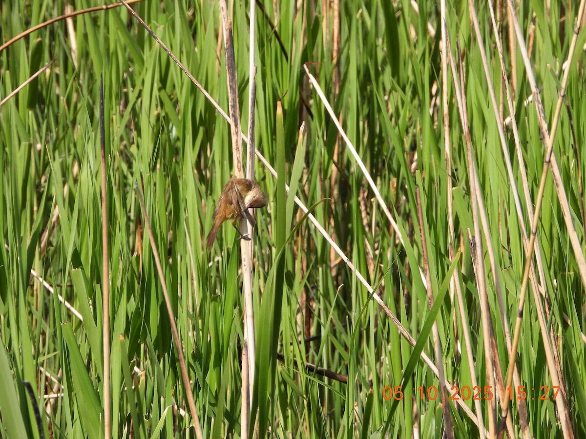 Australian Reed Warbler - ML643028160