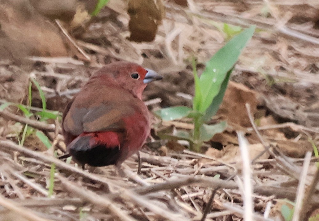 Jameson's Firefinch - ML643028175