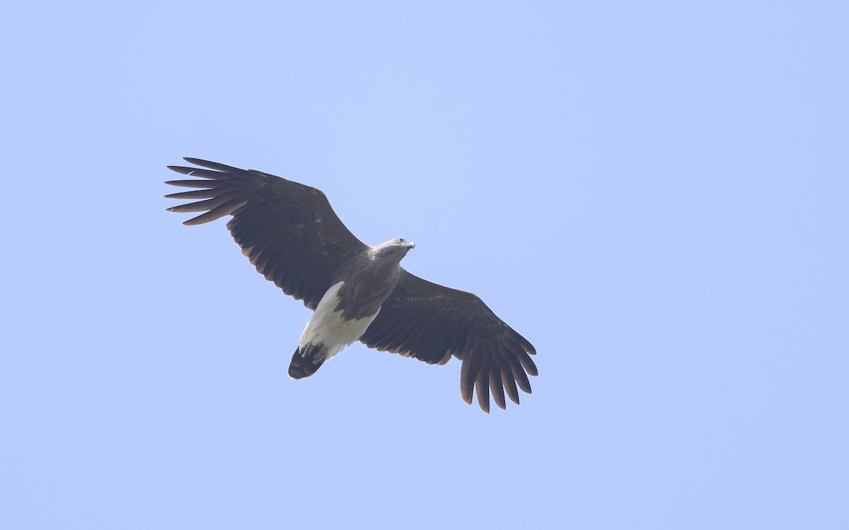 Lesser Fish-Eagle - ML643028176