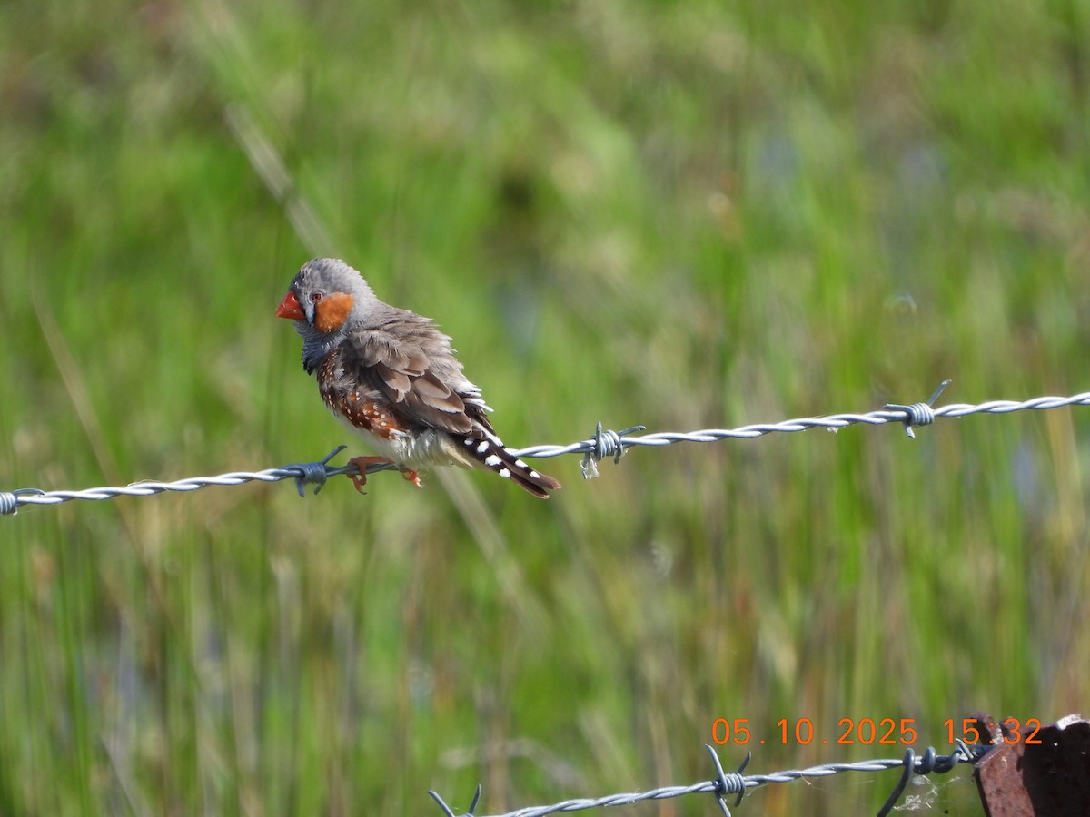 Zebra Finch - ML643028178