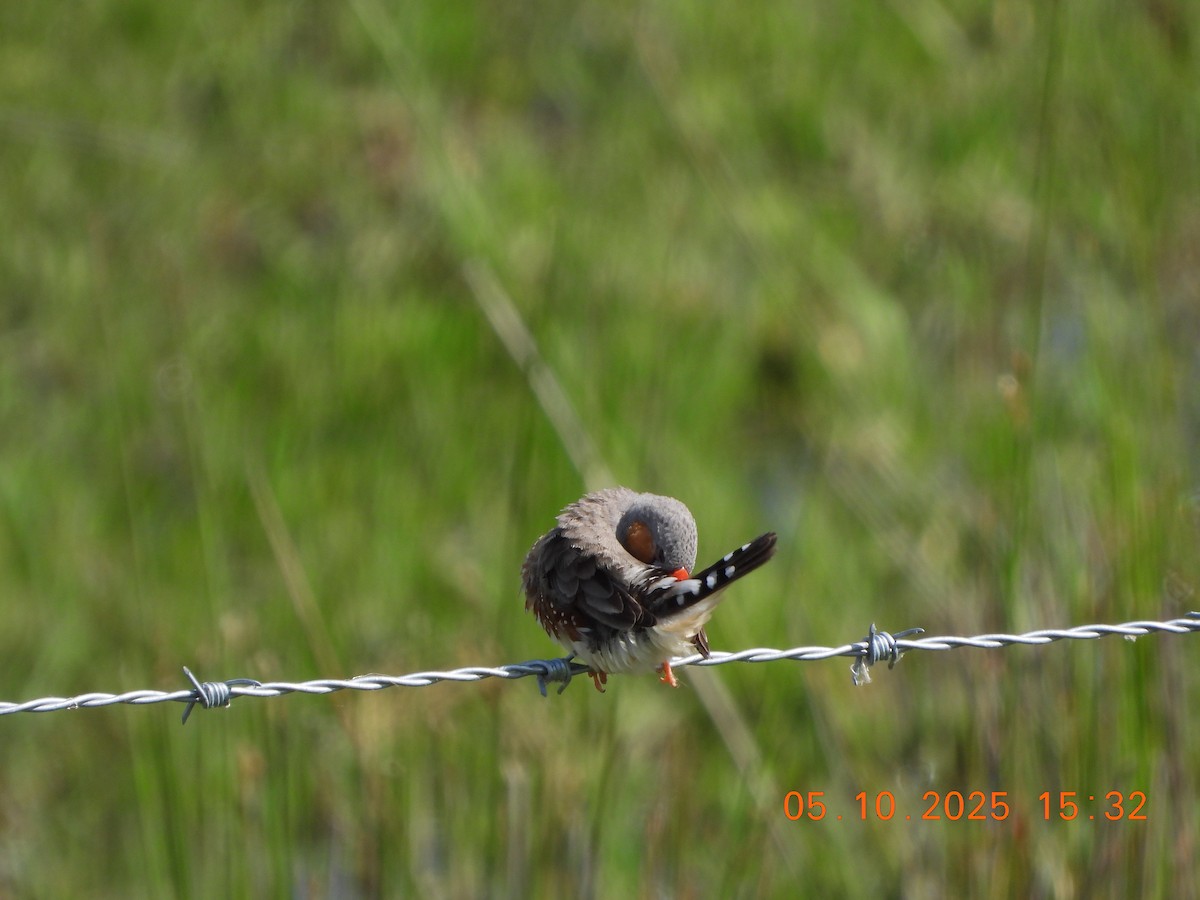 Zebra Finch - ML643028182