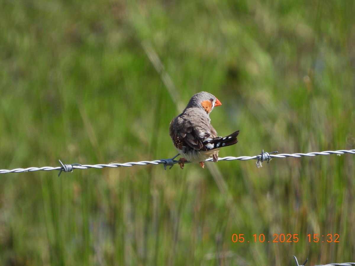 Zebra Finch - ML643028183