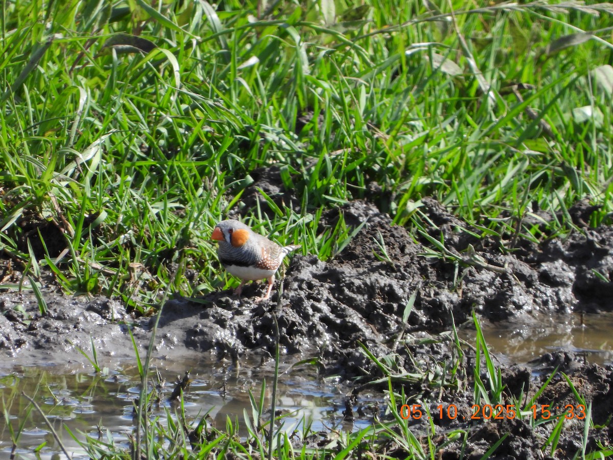 Zebra Finch - ML643028186