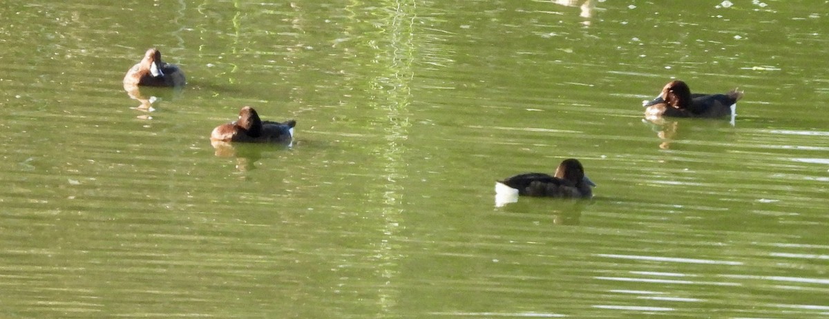 Ferruginous Duck - ML643028205
