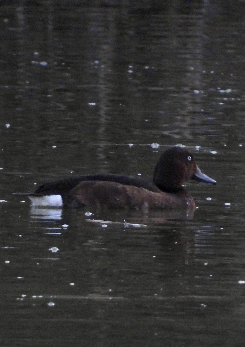 Ferruginous Duck - ML643028206