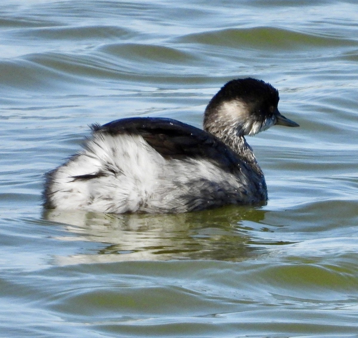 Eared Grebe - ML643028222