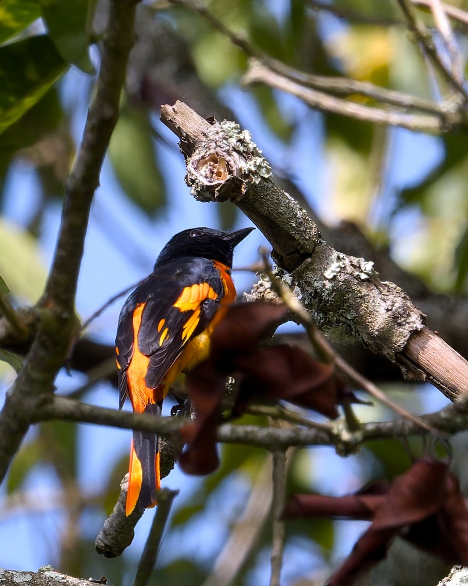 Orange Minivet - ML643028228