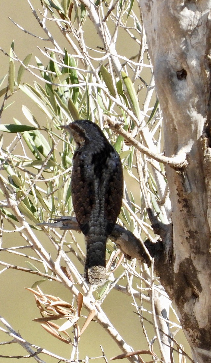 Eurasian Wryneck - ML643028231