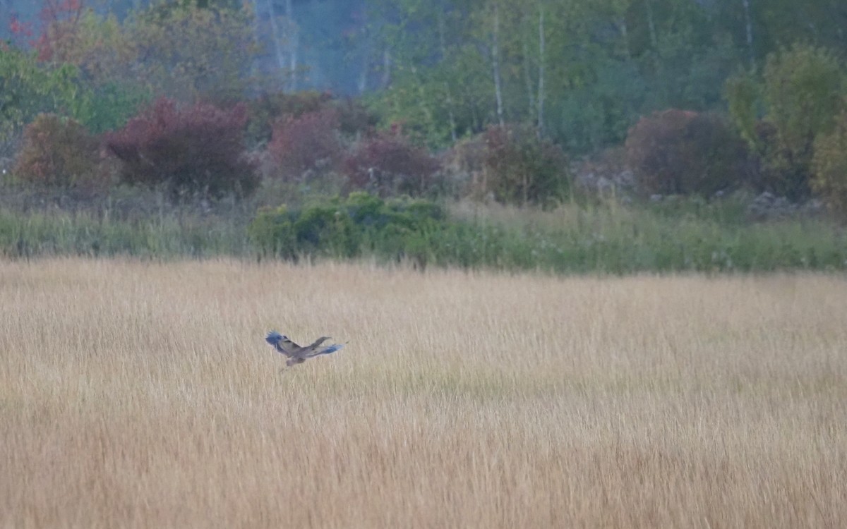 American Bittern - ML643028247
