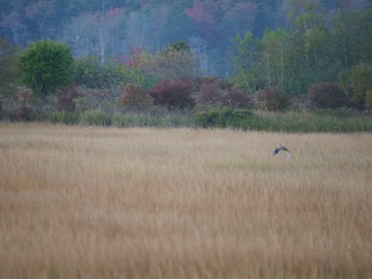 American Bittern - ML643028248