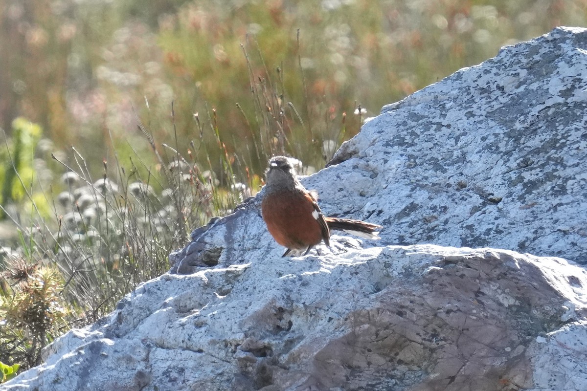 Cape Rockjumper - ML643028254