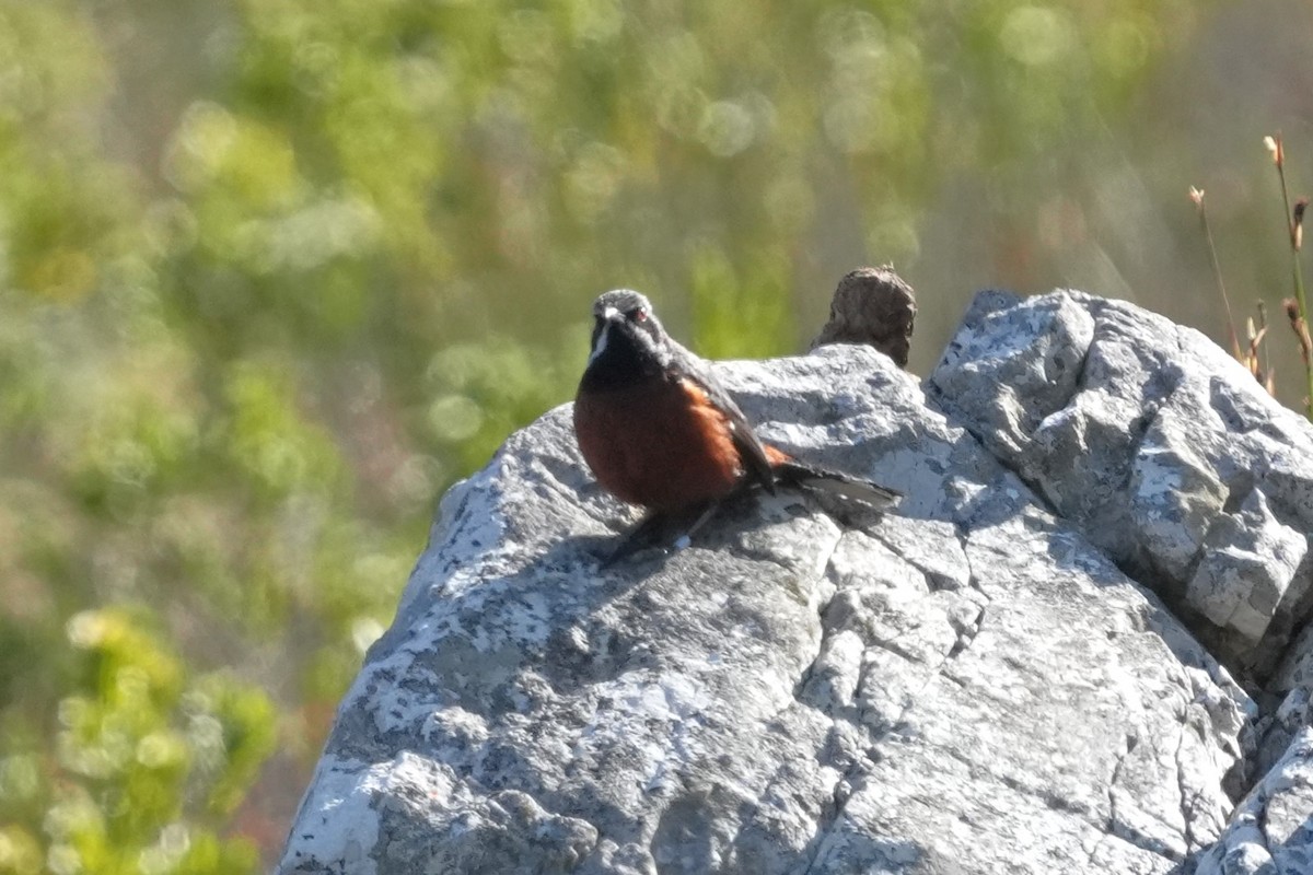 Cape Rockjumper - ML643028255