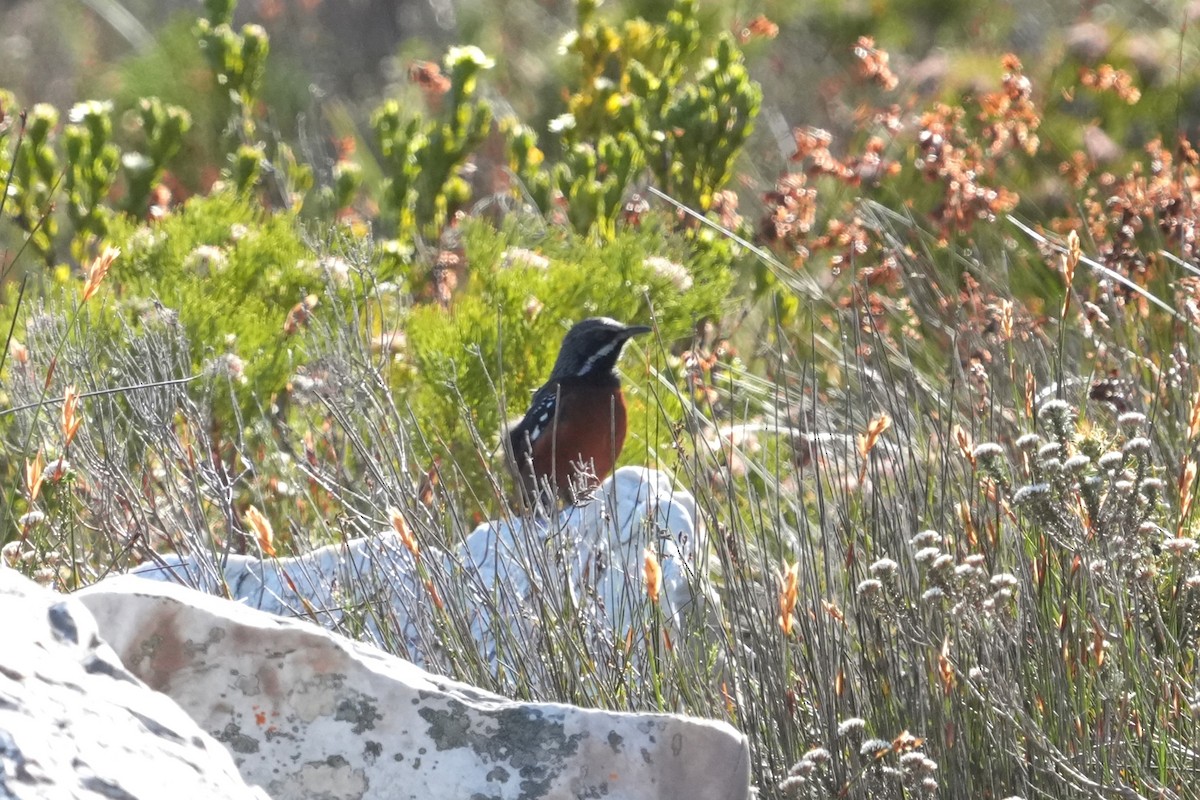 Cape Rockjumper - ML643028256