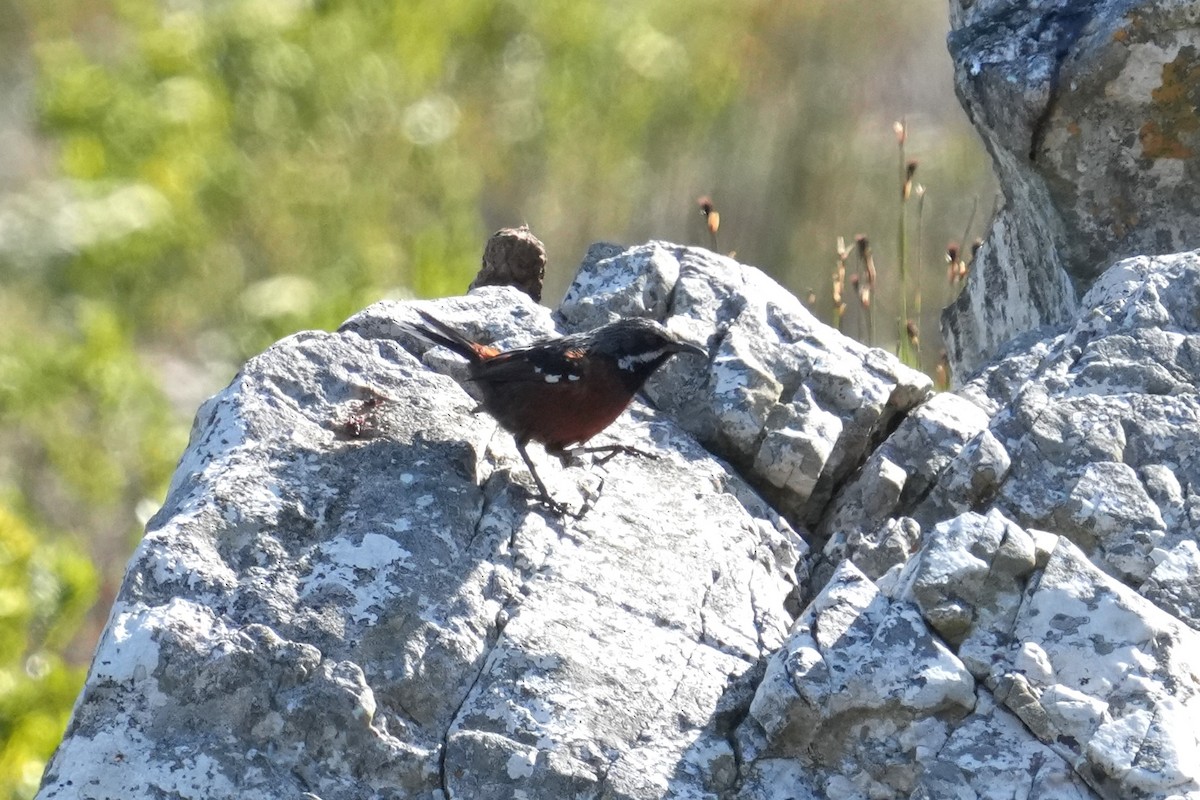 Cape Rockjumper - ML643028257