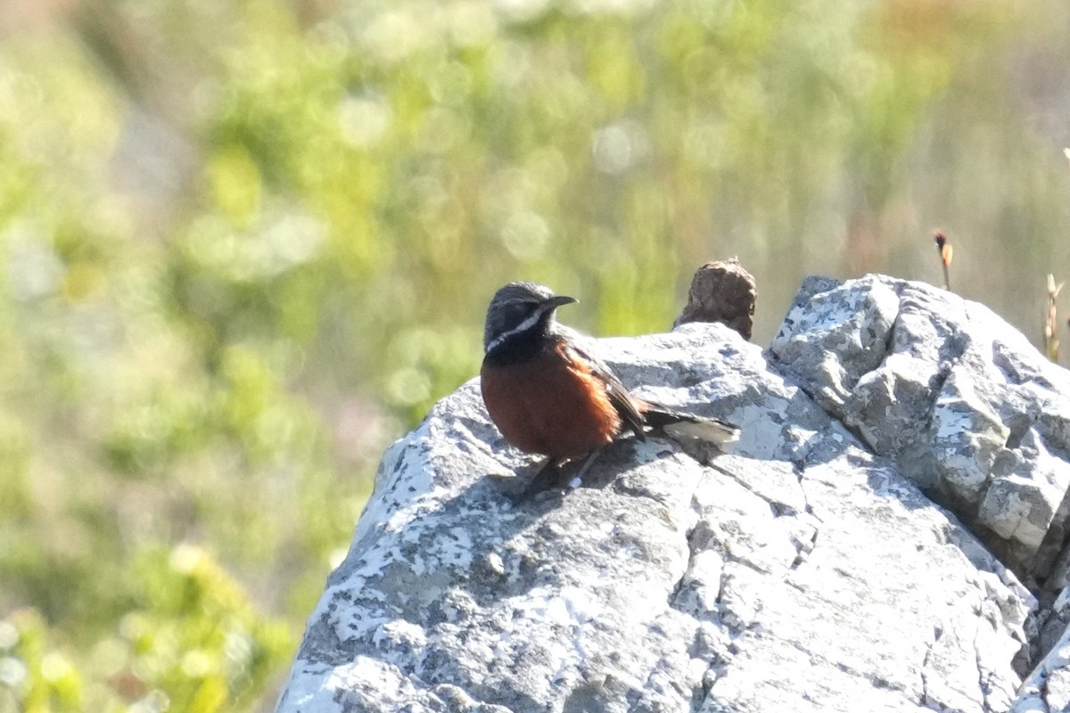 Cape Rockjumper - ML643028258
