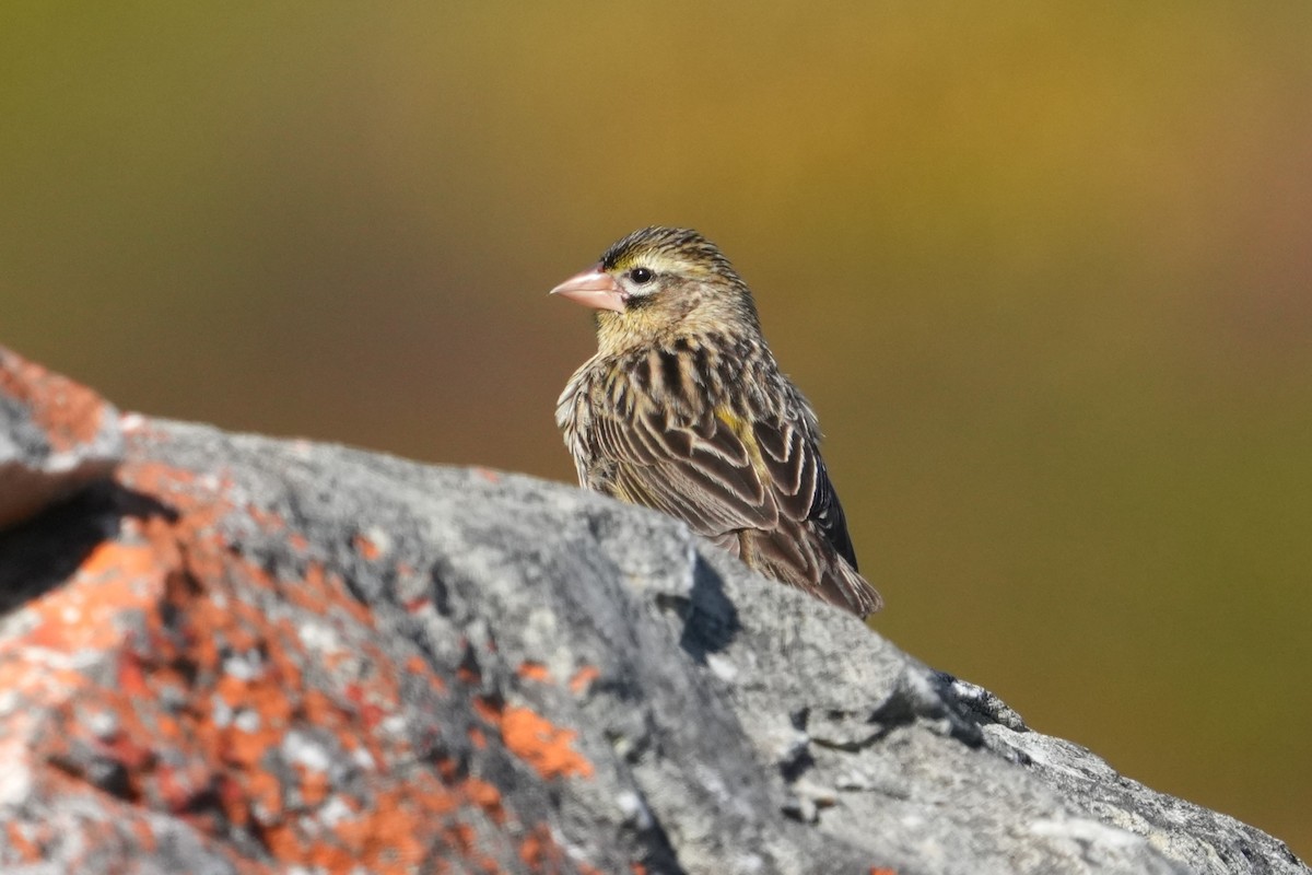 Yellow Bishop - ML643028260