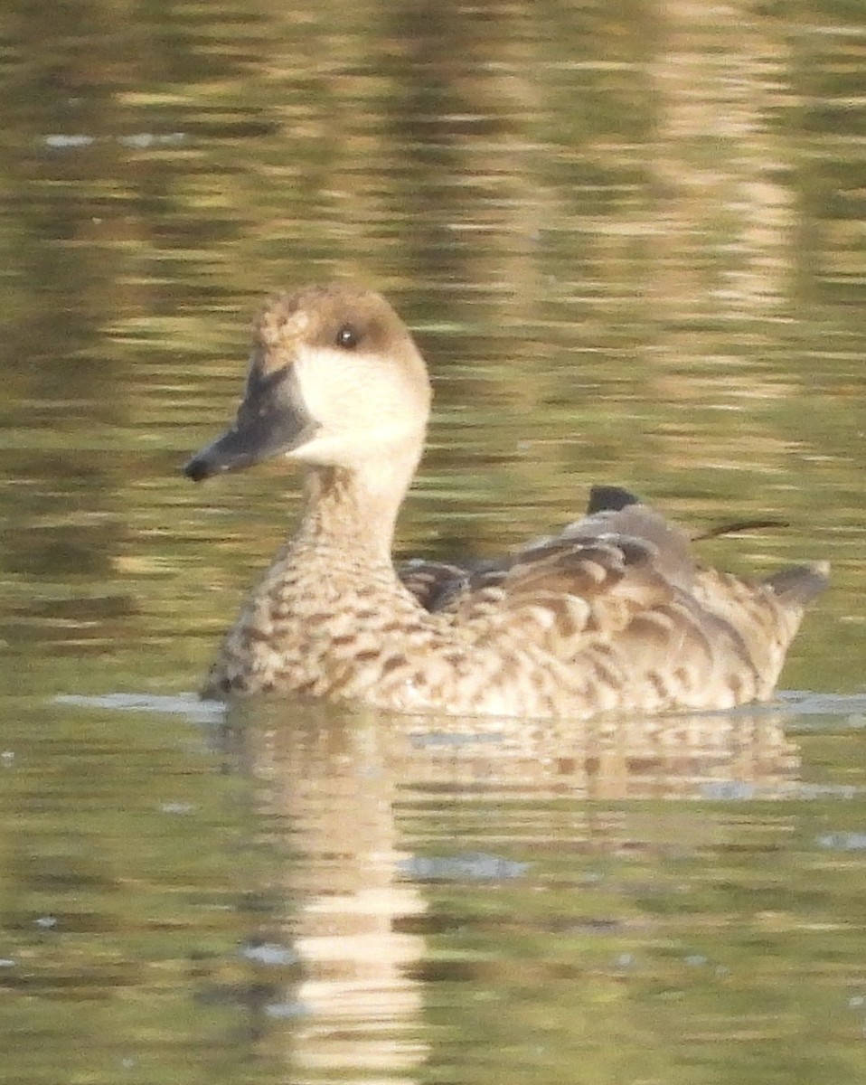 Marbled Duck - ML643028271
