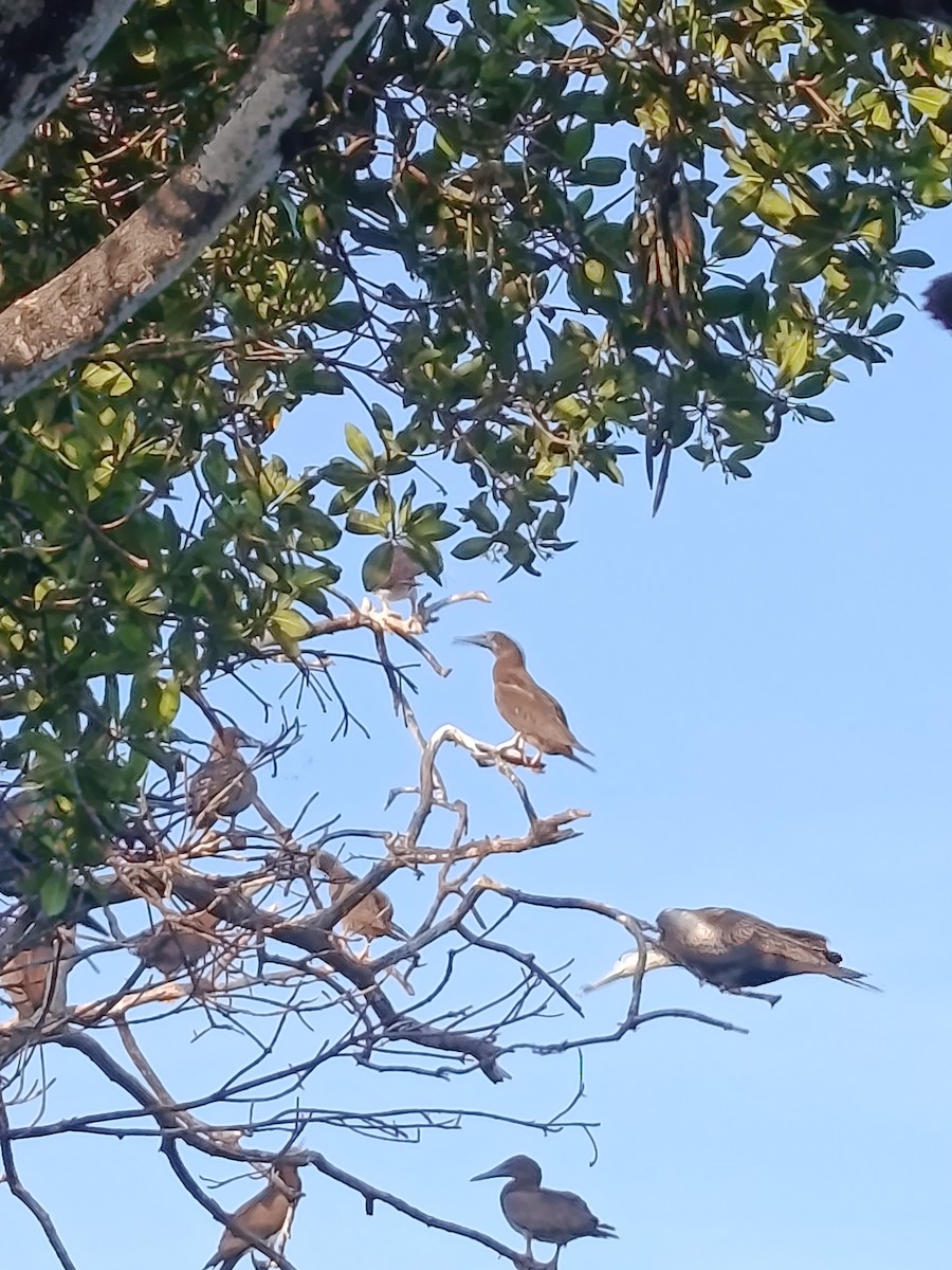 Brown Booby - ML643028277