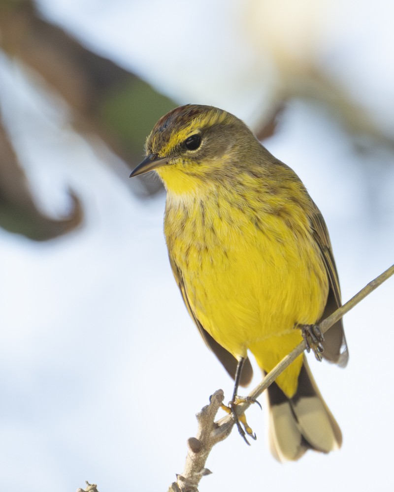 Palm Warbler - ML643028285