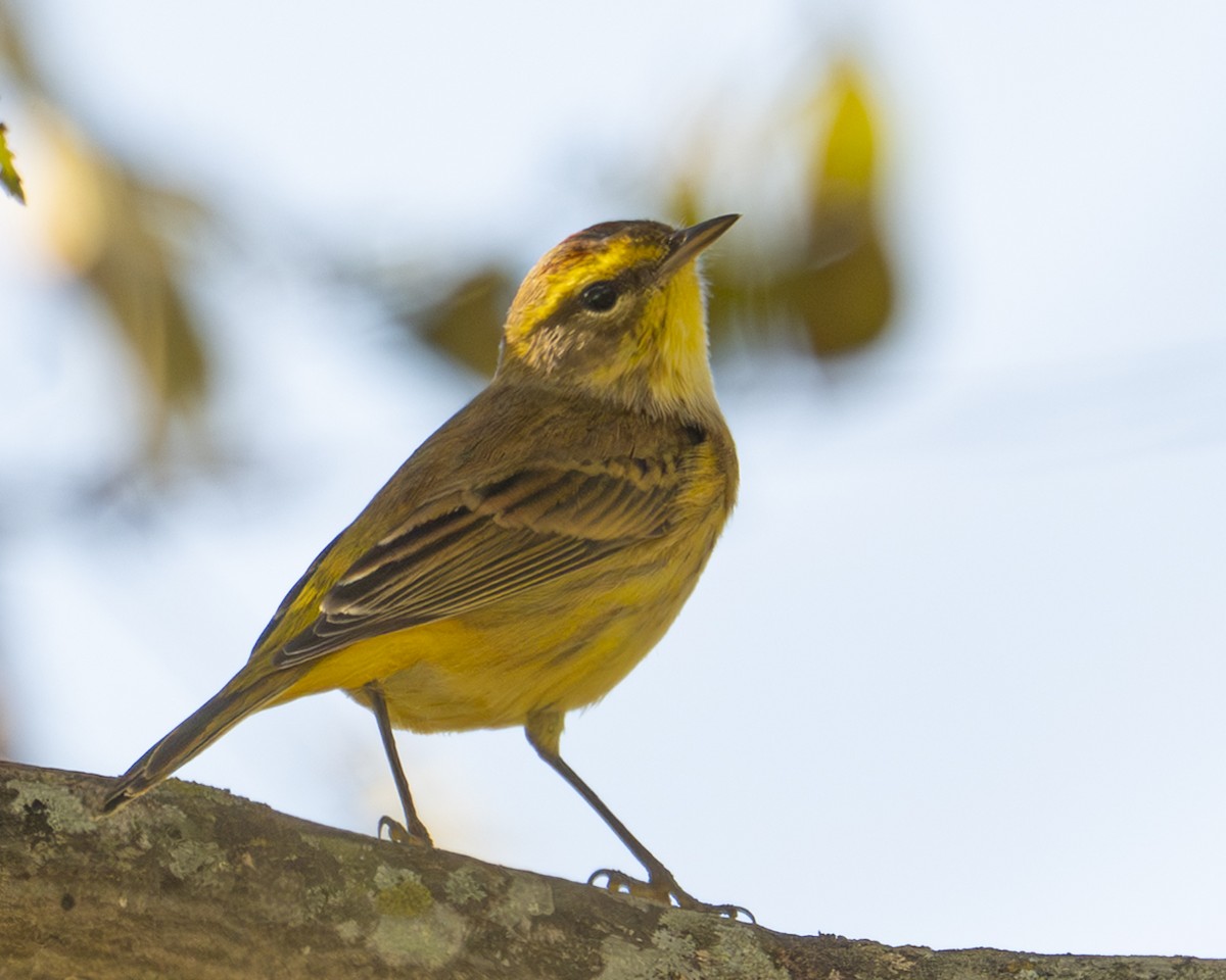Palm Warbler - ML643028286