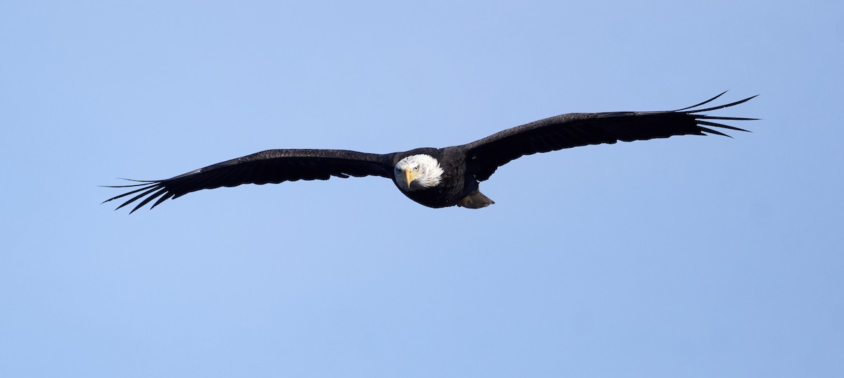 Bald Eagle - ML643028287