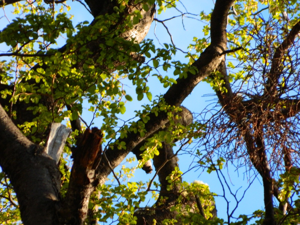 Patagonian Sierra Finch - ML643028289