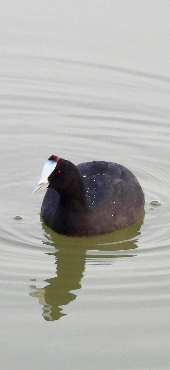 Red-knobbed Coot - ML643028294