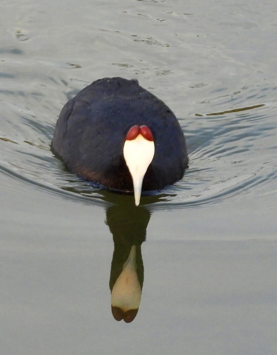 Red-knobbed Coot - ML643028295