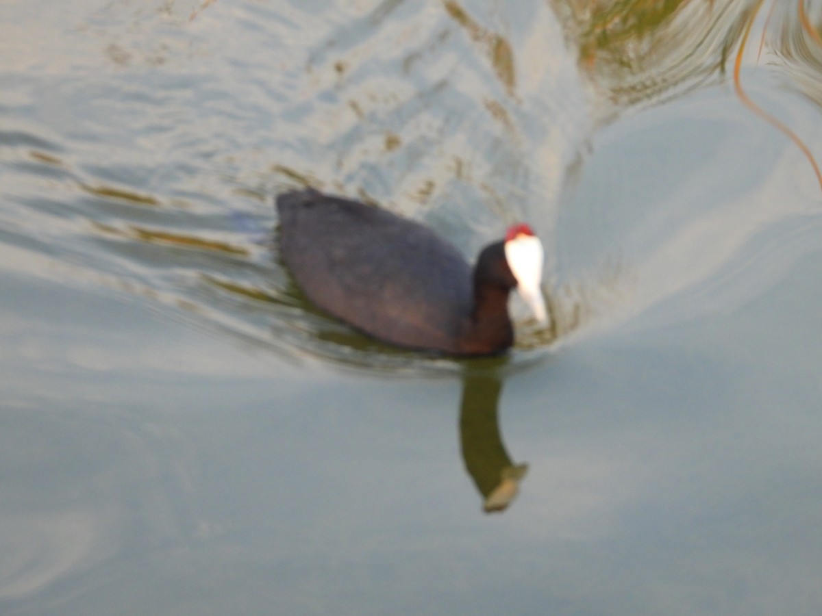 Red-knobbed Coot - ML643028296