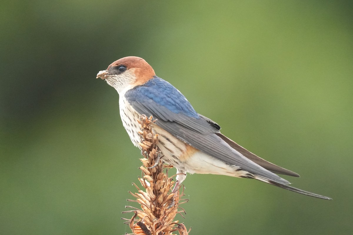 Greater Striped Swallow - ML643028297