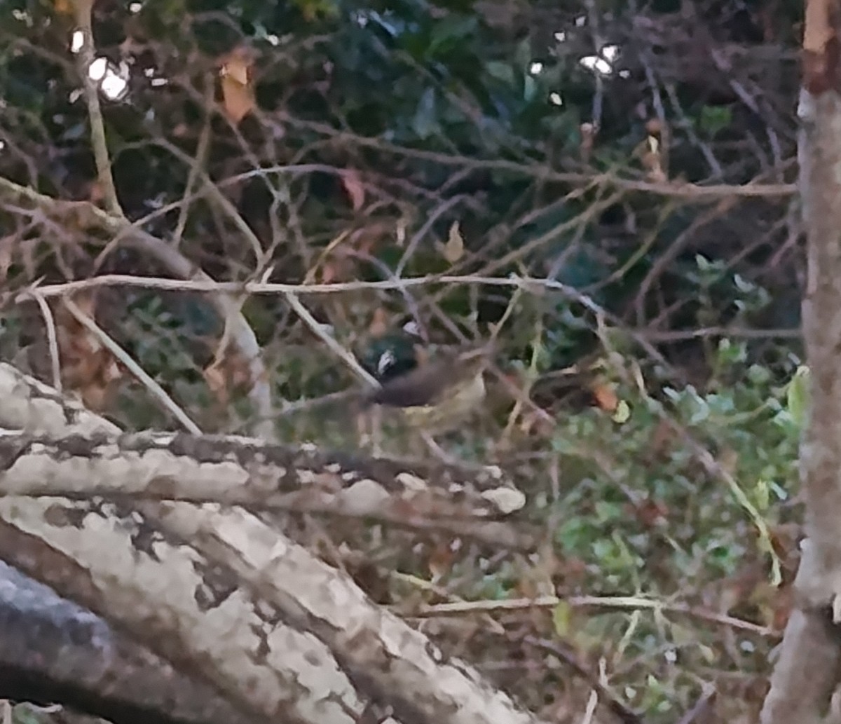 Louisiana Waterthrush - ML643028299