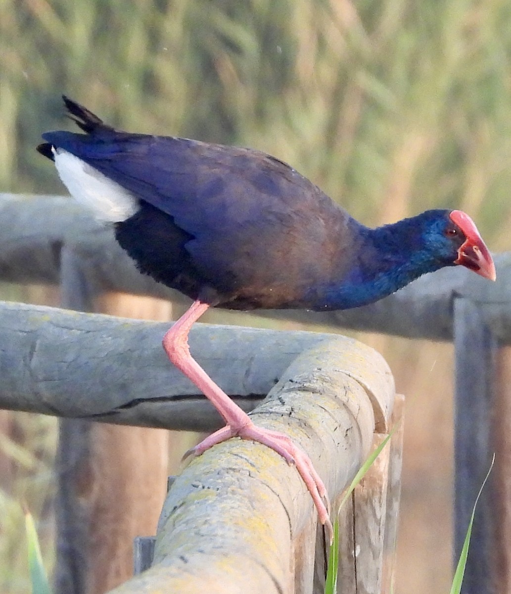 Western Swamphen - ML643028313