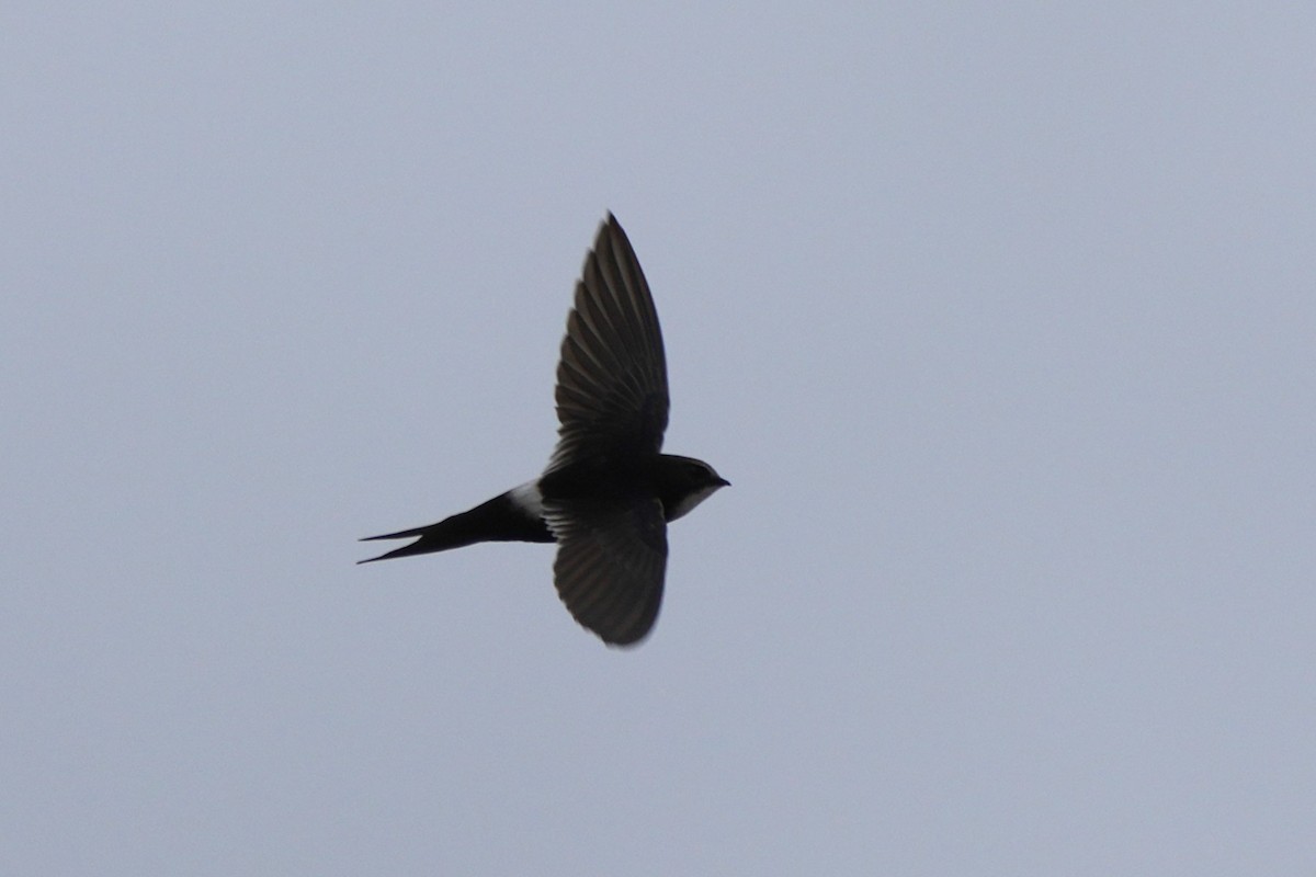 White-rumped Swift - ML643028324