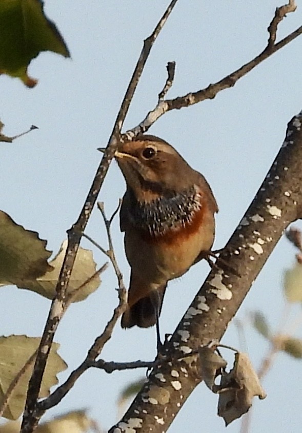 Bluethroat - ML643028335