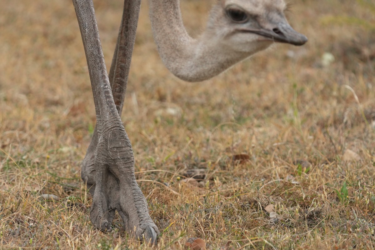 Common Ostrich - ML643028352