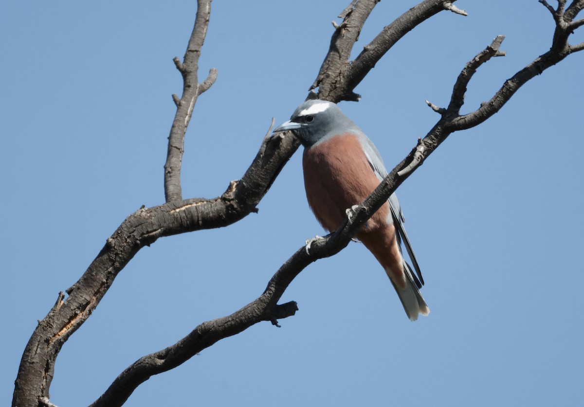 White-browed Woodswallow - ML643028355