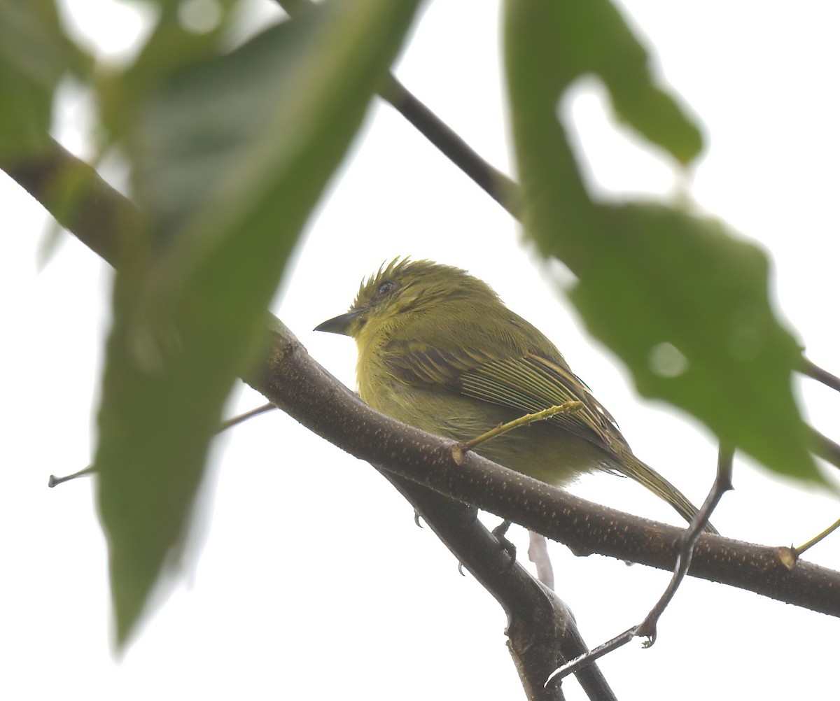 Olive-faced Flatbill - ML643028356