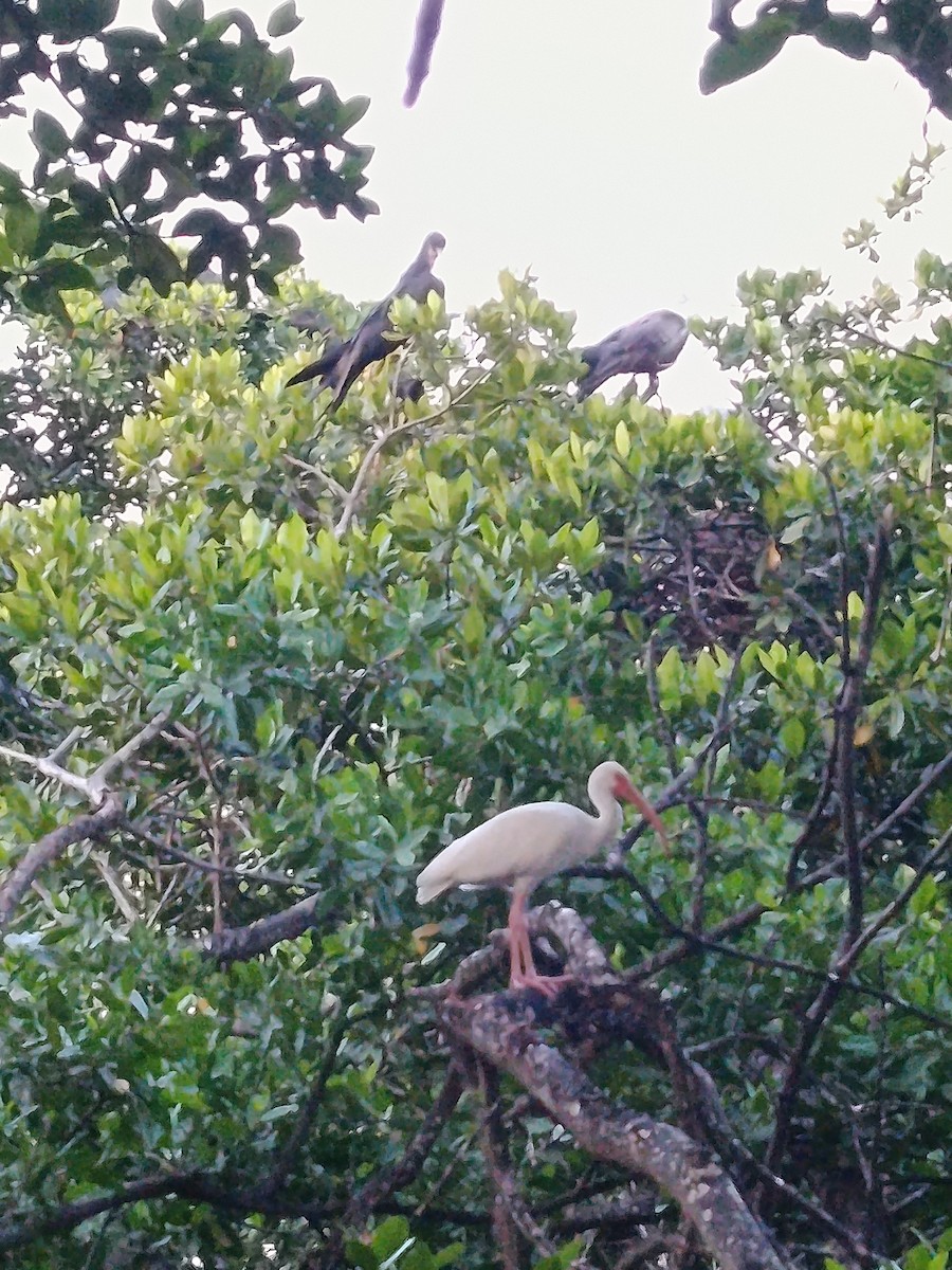 White Ibis - ML643028364