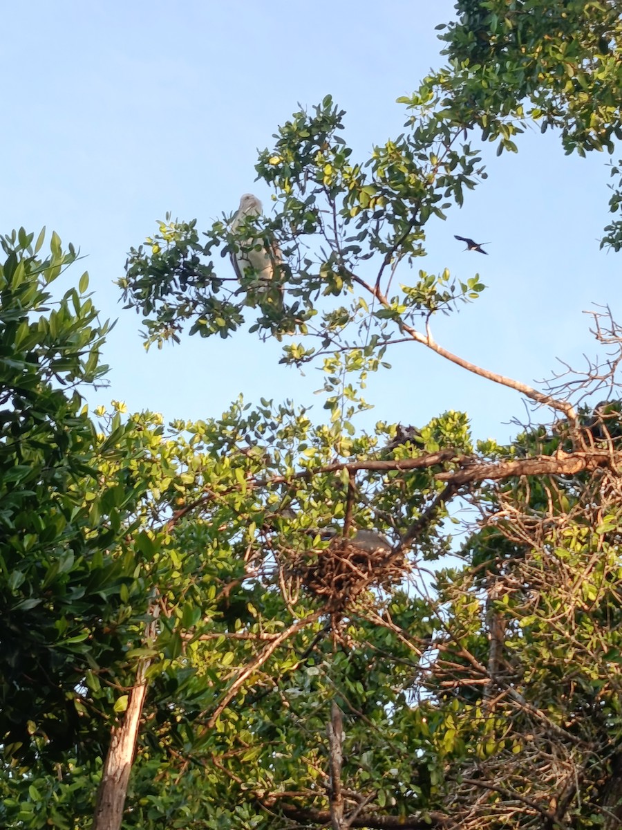 Brown Pelican - ML643028370