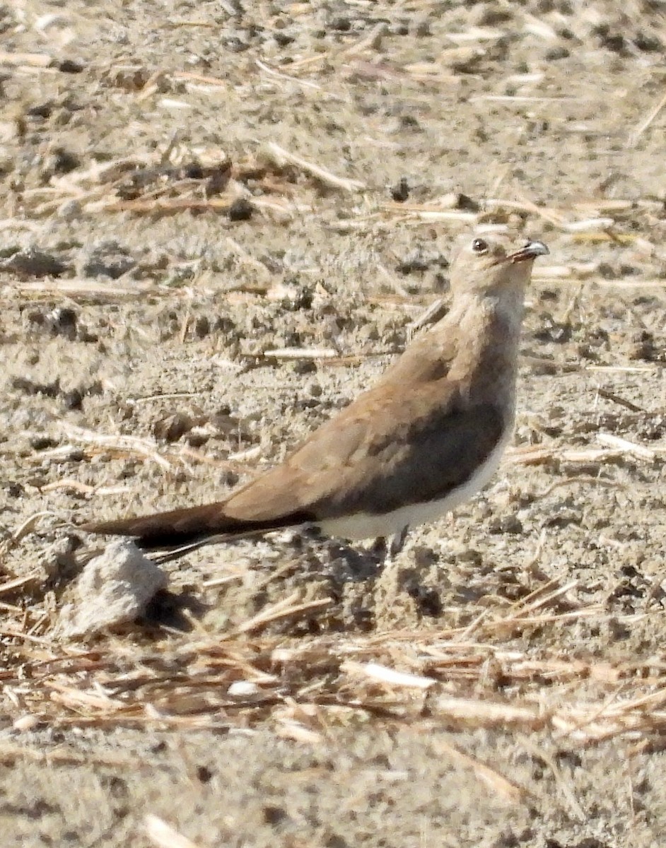 Collared Pratincole - ML643028373