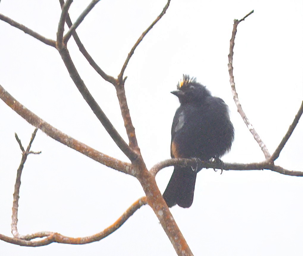 Fulvous-crested Tanager - ML643028376