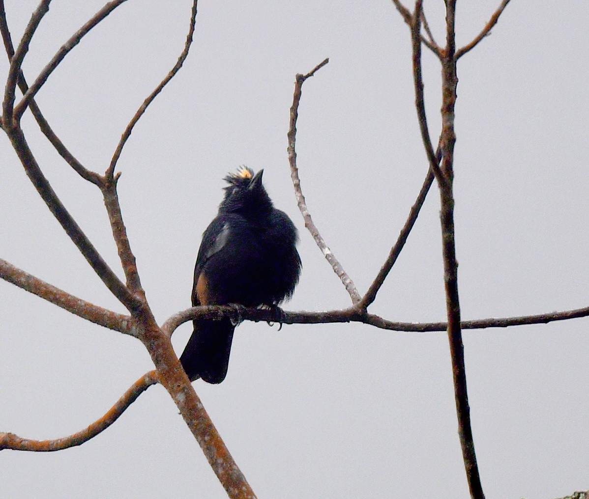 Fulvous-crested Tanager - ML643028378