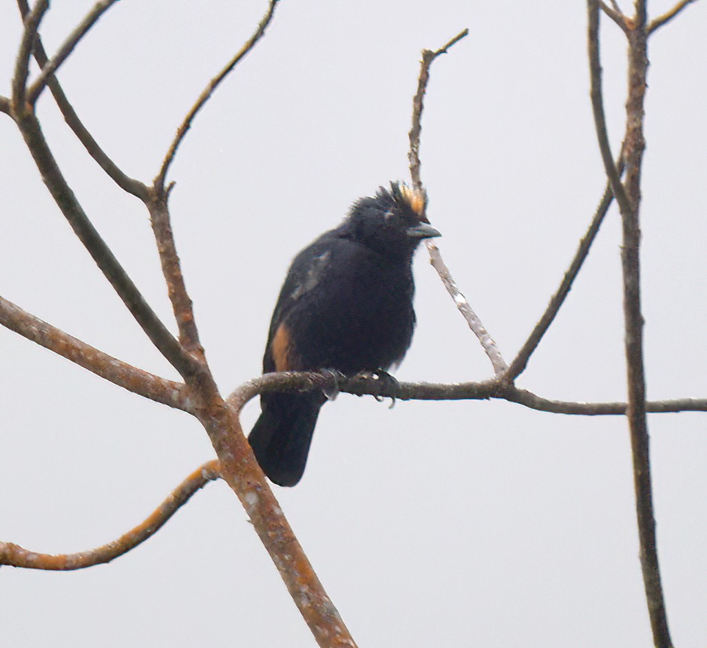 Fulvous-crested Tanager - ML643028379