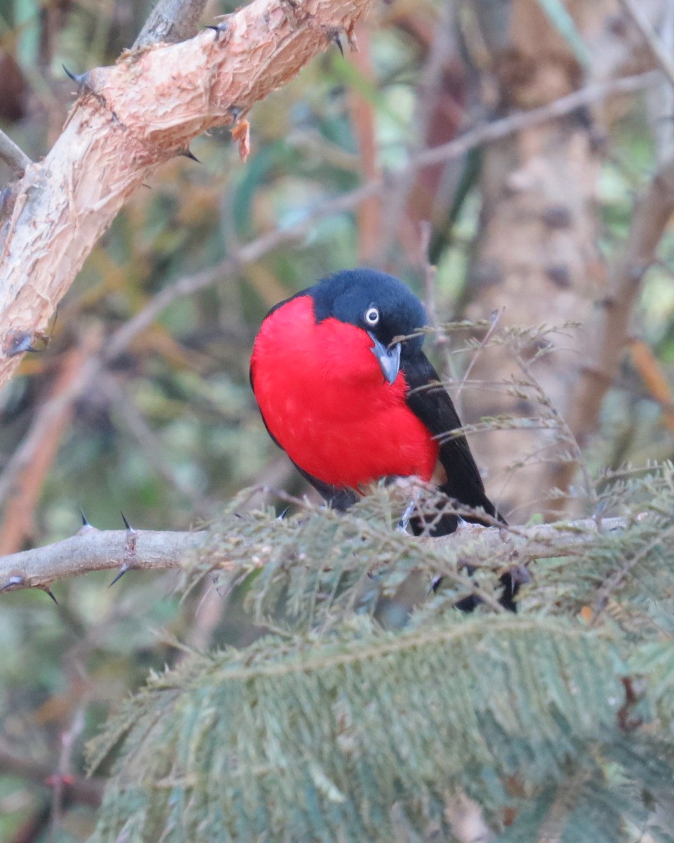 Black-headed Gonolek - ML643028392