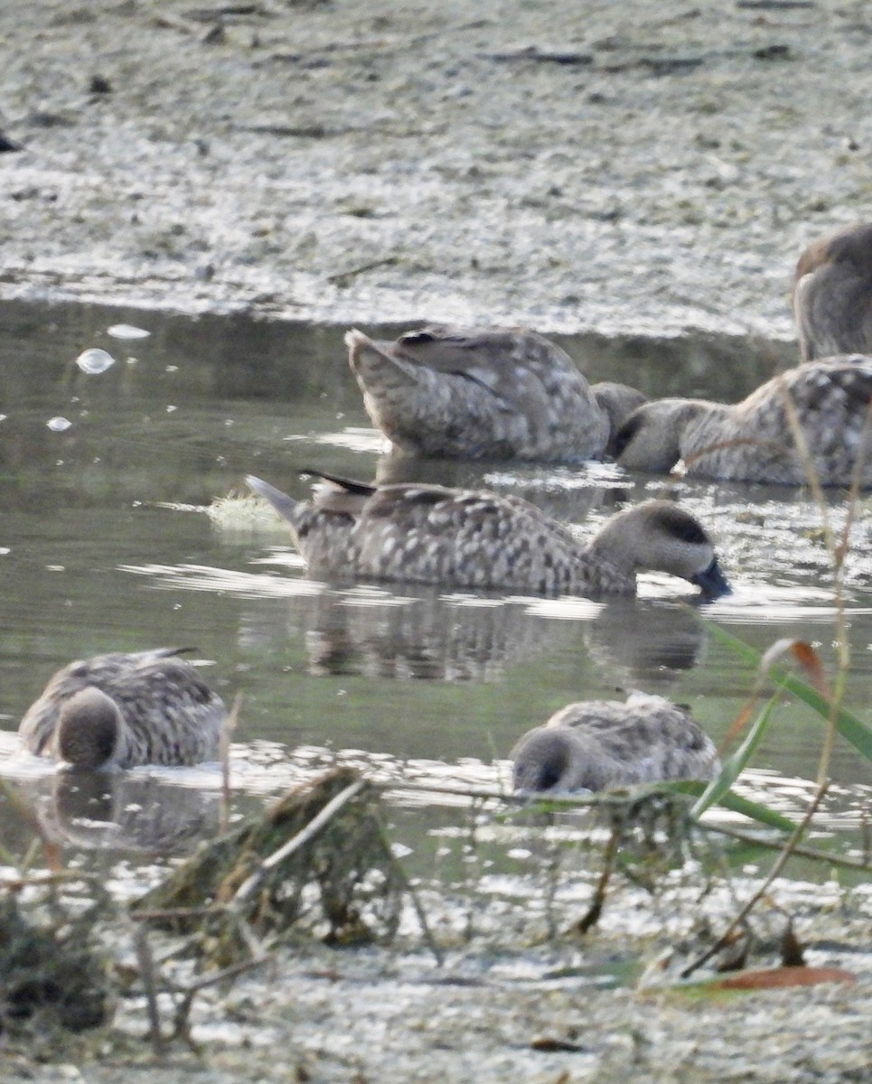 Marbled Duck - ML643028395