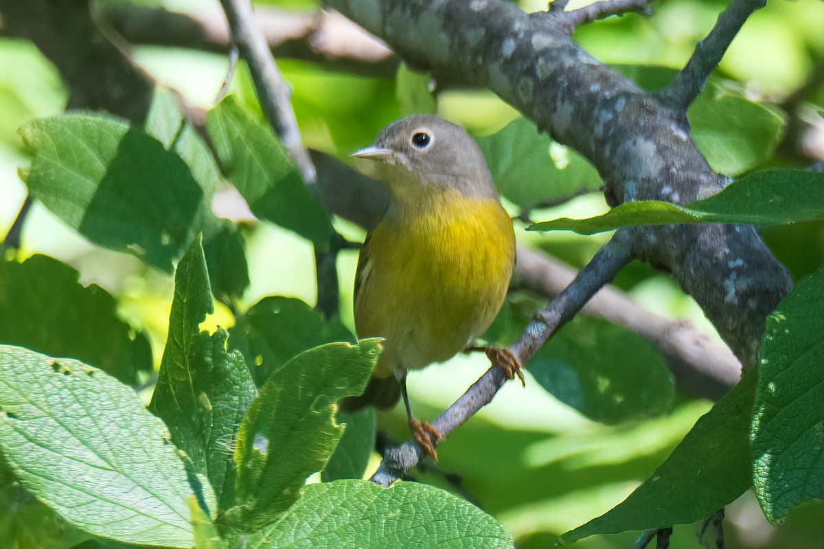 ズアカアメリカムシクイ - ML643028408