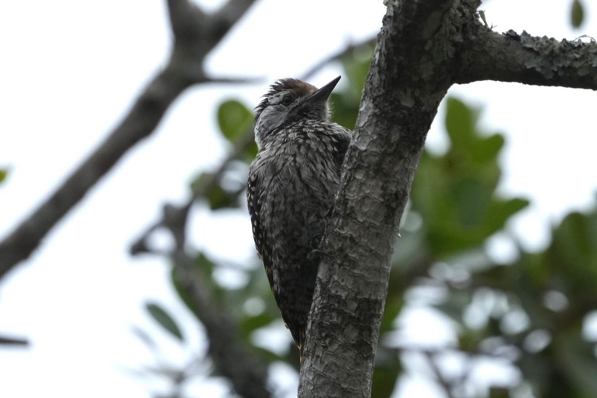 Cardinal Woodpecker - ML643028409