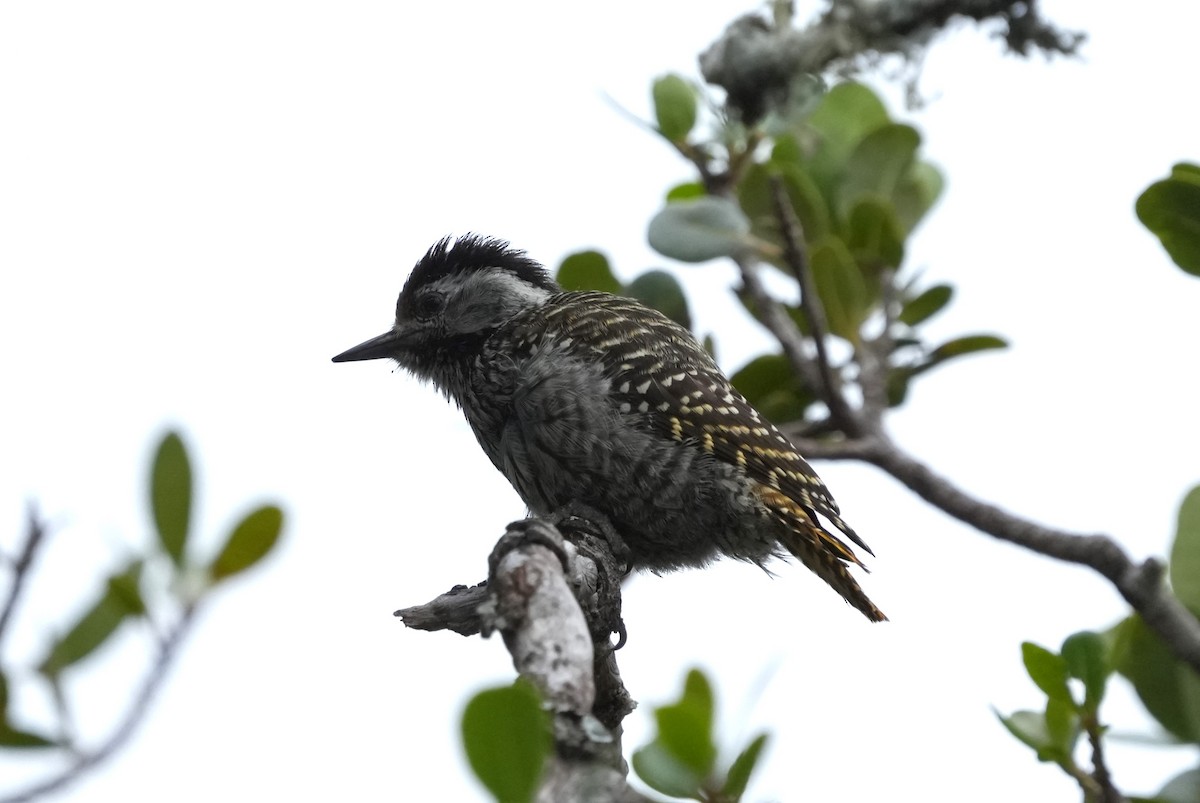 Cardinal Woodpecker - ML643028410